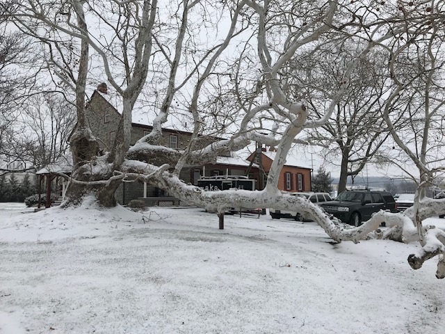 Winter SNOW Office and Tree