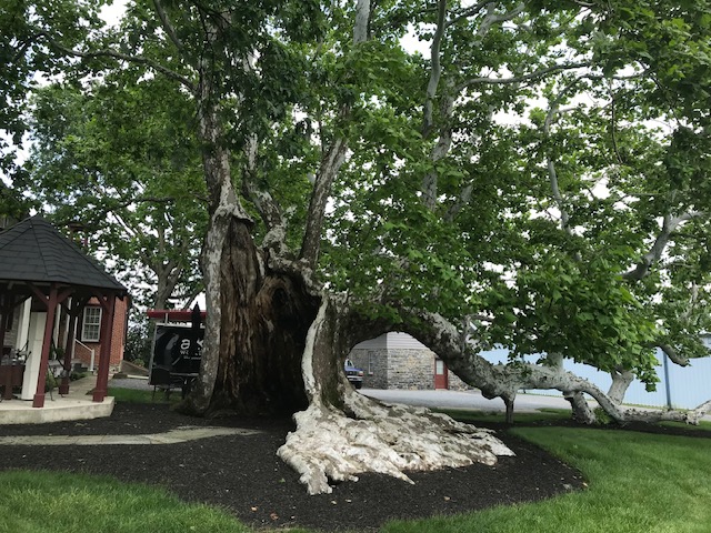 SPRING TREE & Farmhouse
