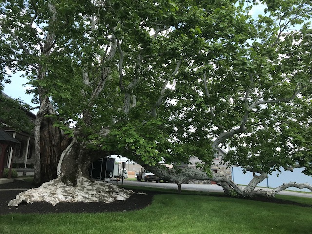 SPRING TREE & Farmhouse